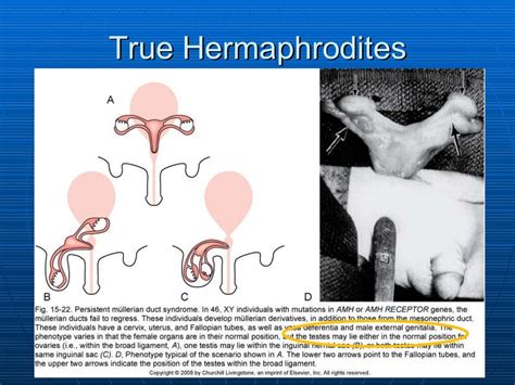 can hermaphrodites reproduce.